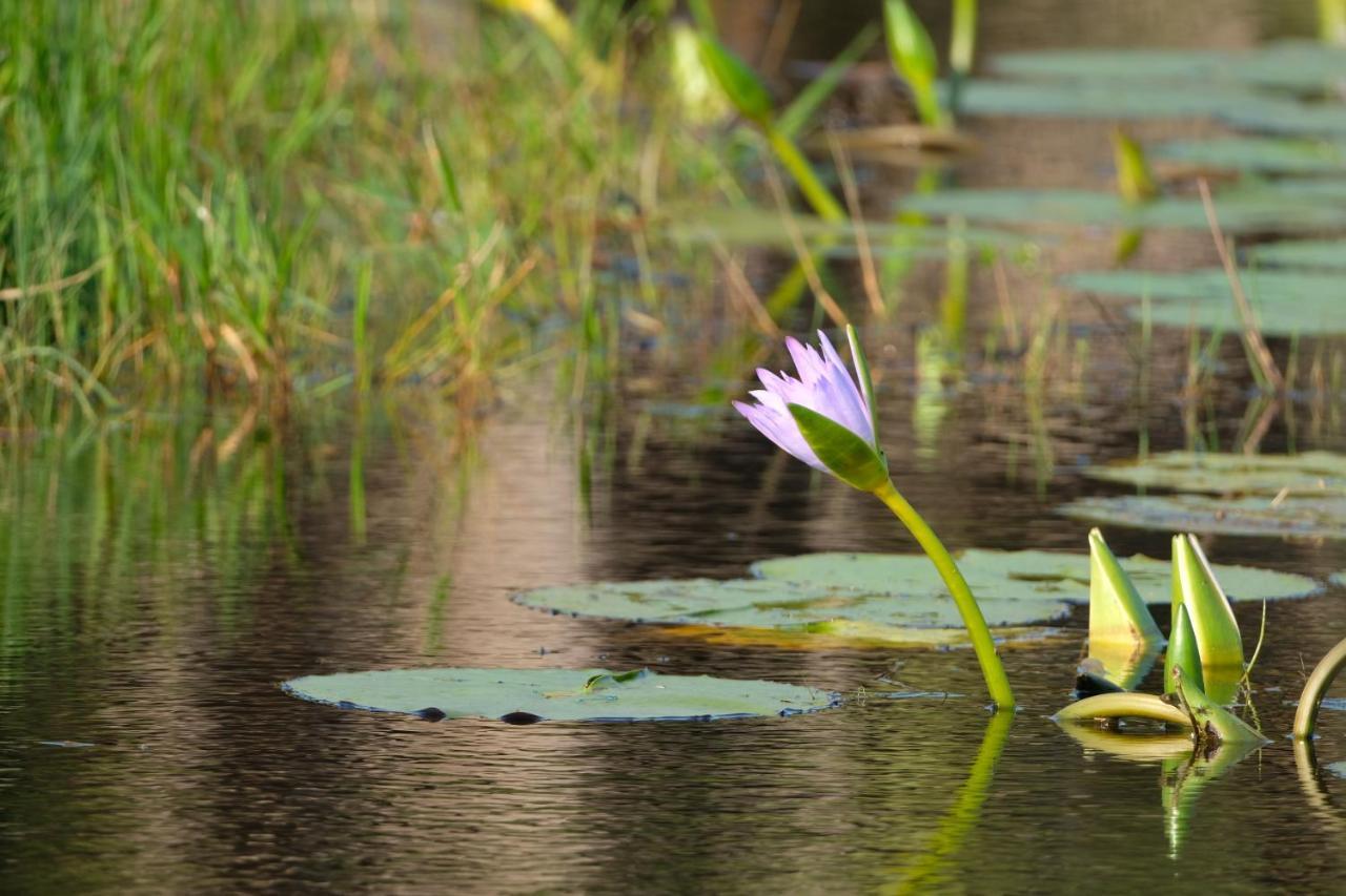 Saint Lucia Estuary African Thistle מראה חיצוני תמונה